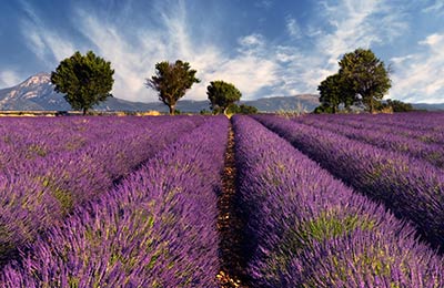 Trova le ultime offerte speciali su AFerry