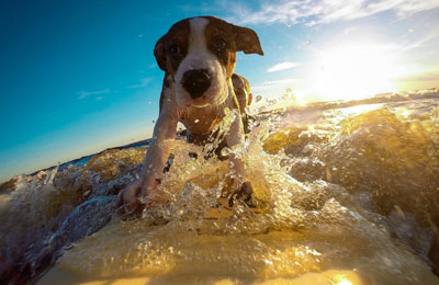 Viaggiare con Animali Viaggiare con Animali